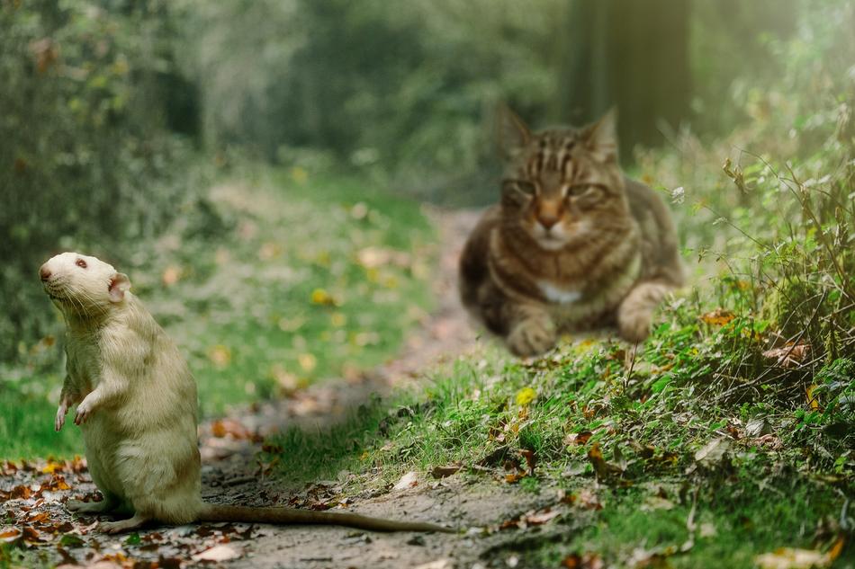 the cat hunts a rat in the forest