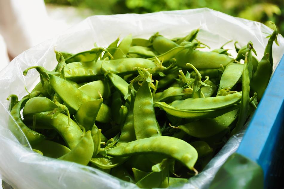 Green Autumn Food