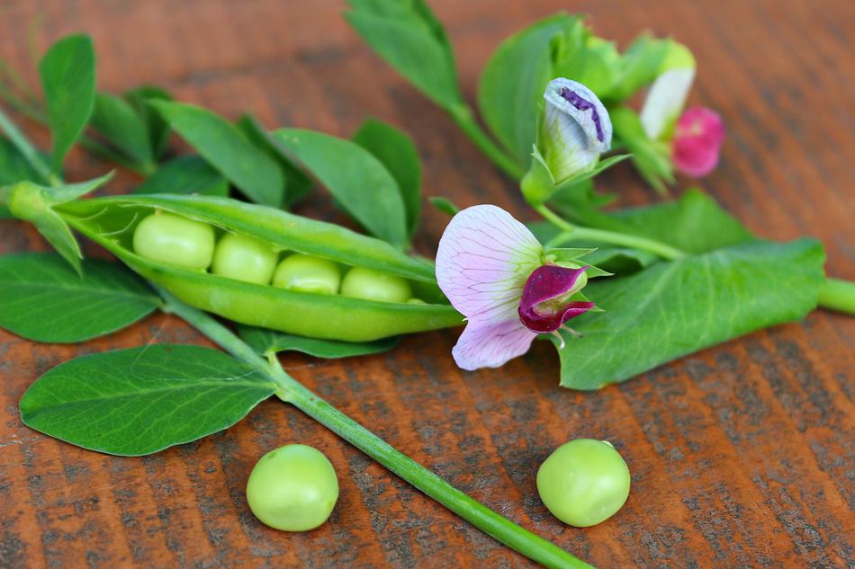 Pea Green in a pod as a still life