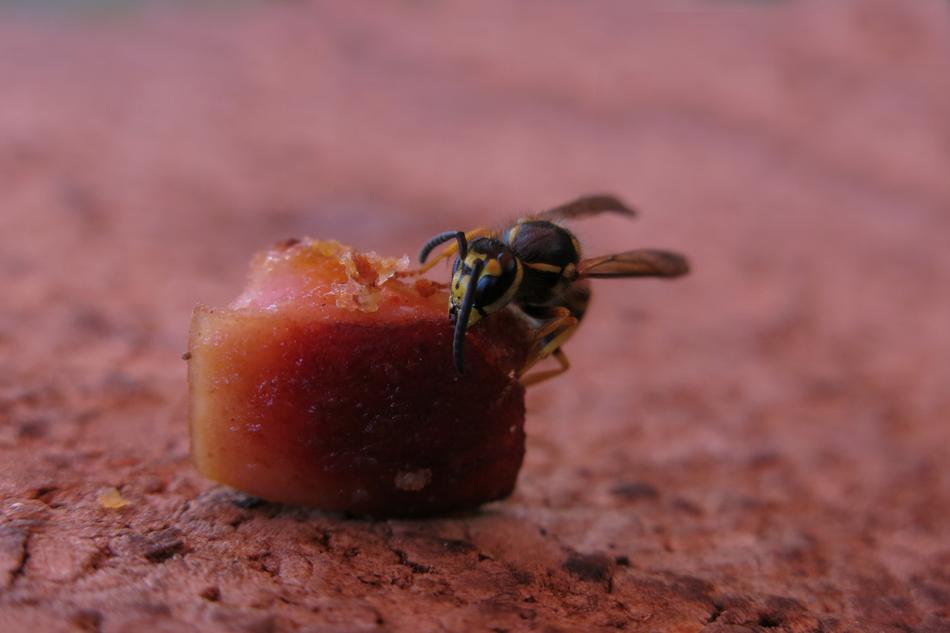 wasp sitting on a piece of sausage