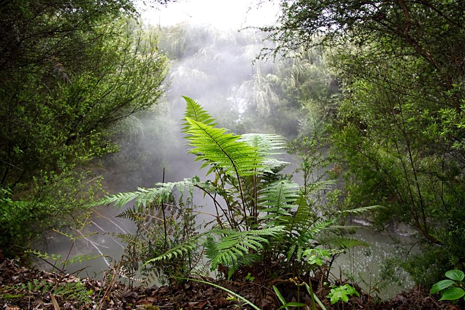 fern in the forest in the fog