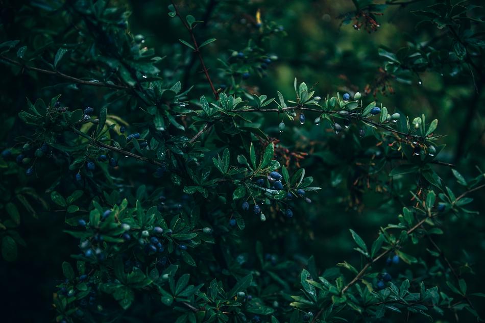 Background of beautiful trees at Nature