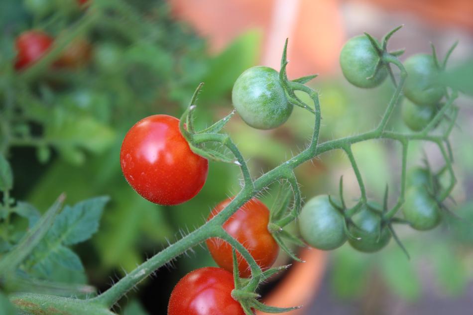 red and green tomatoes on a branch on a blurred background