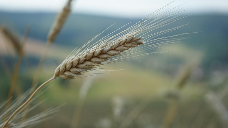 wheat in the countryside, close-up