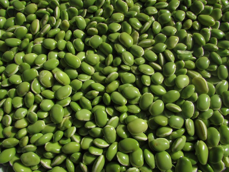 Beans Leguminous Plants green