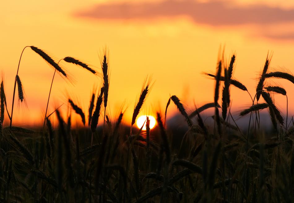 spikelets of wheat on the background of yellow sunset