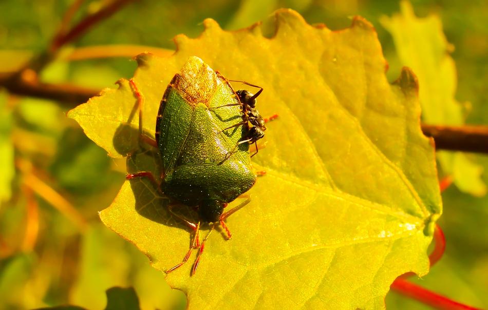 Odorek Zieleniak Ant