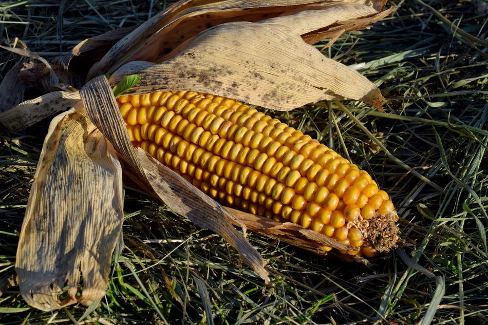 ear of corn on the autumn grass