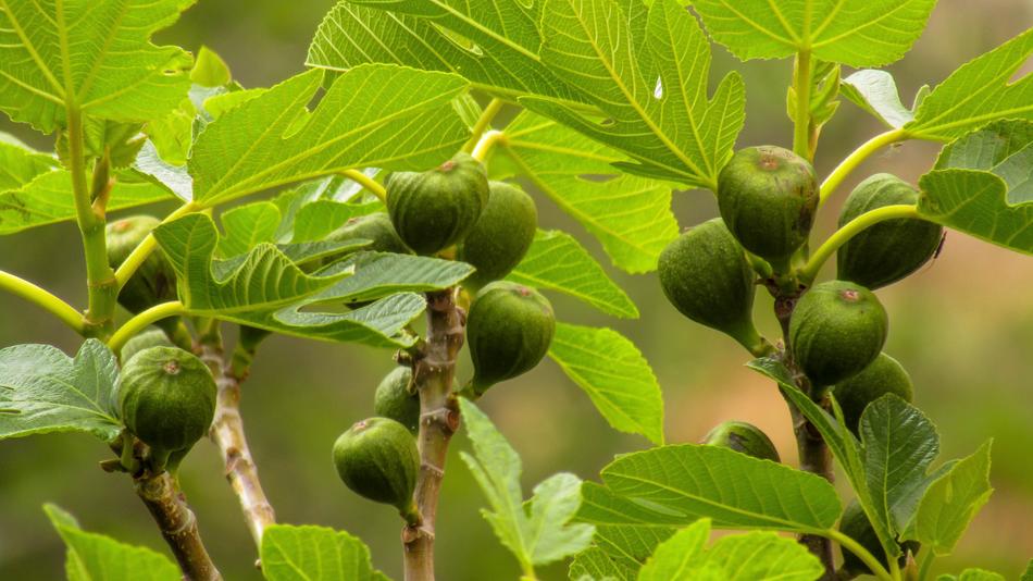 organic green figs on branches