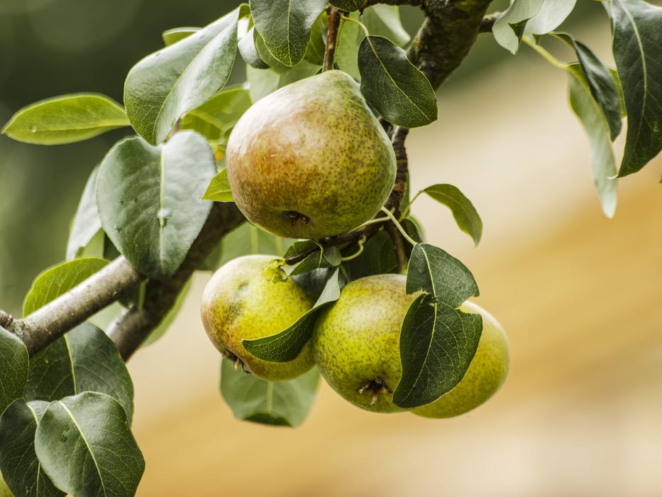 Pears Fruit нудщц пкуут
