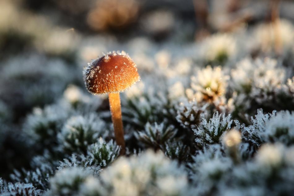 Mushroom Outdoors