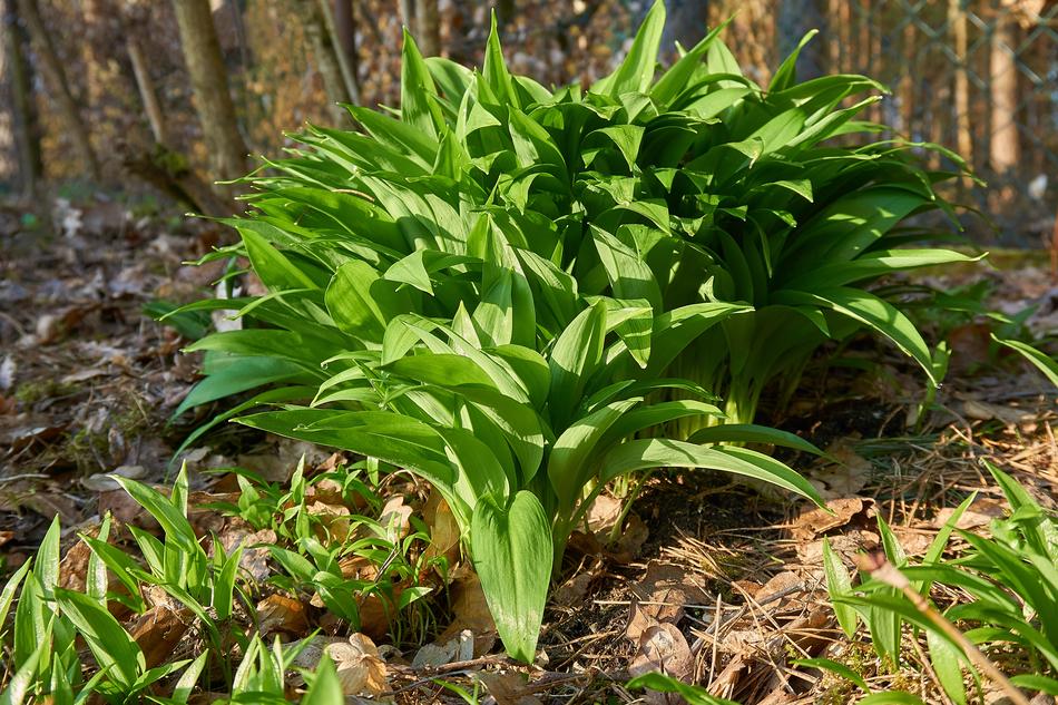 Bear'S green Garlic