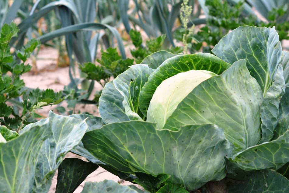 Cabbage Vegetables agriculture