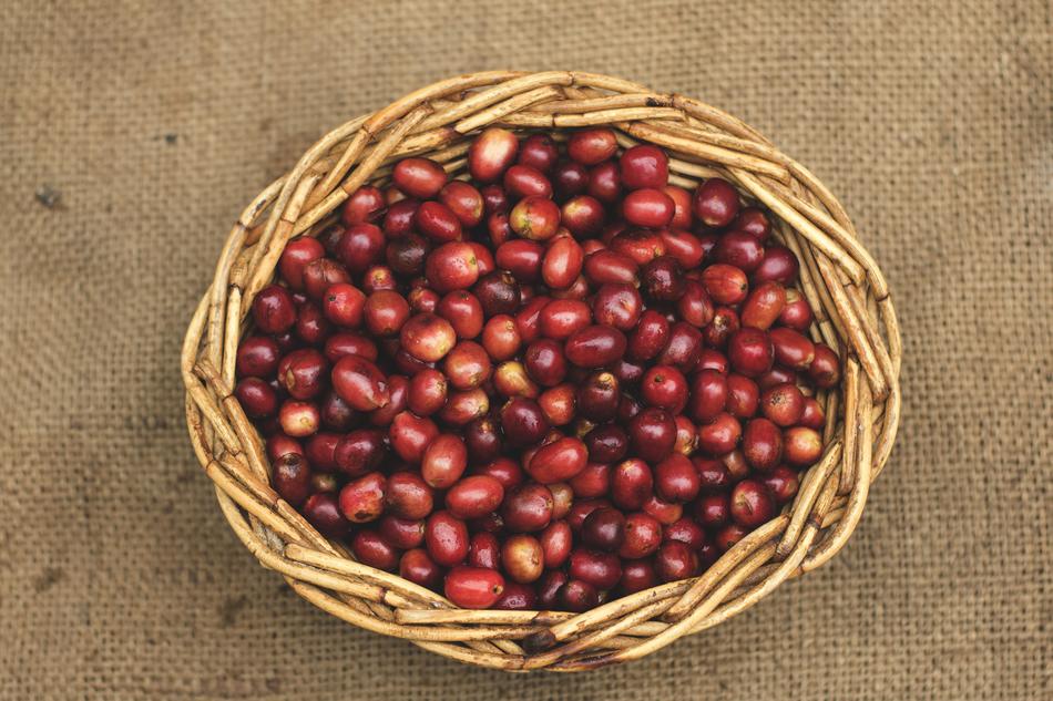 Coffee Beans Gayo
