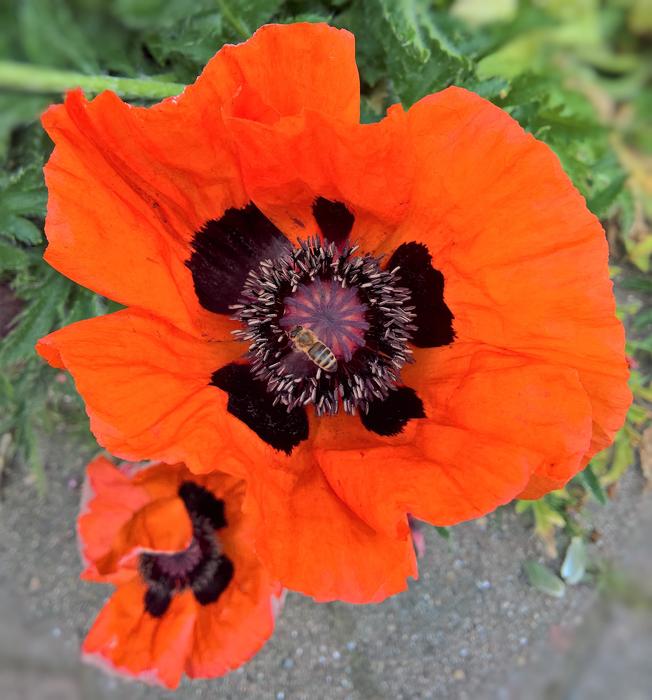 Poppy Klatschmohn Wild Plant