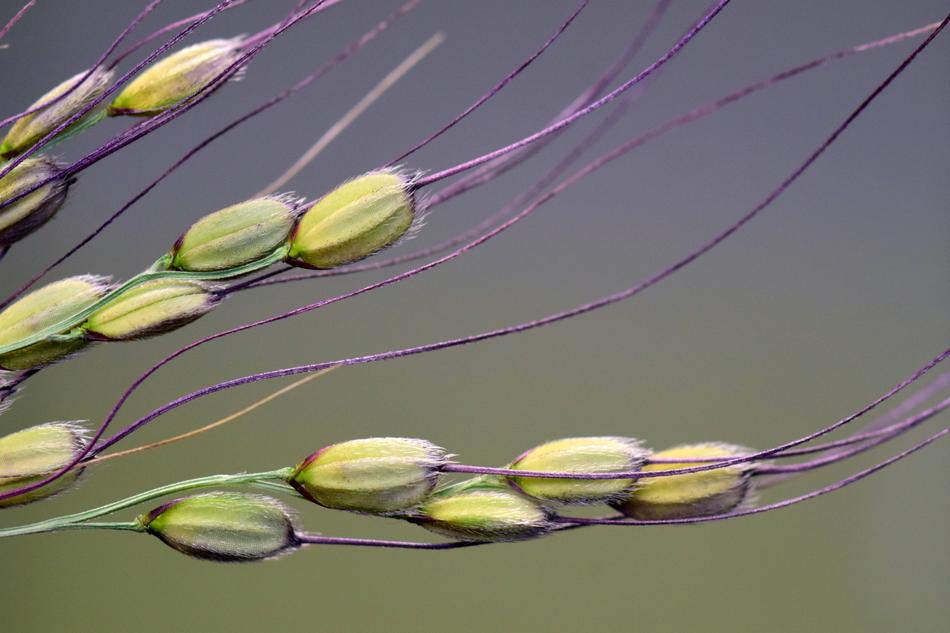 Close-up of the beautiful and colorful rice grains, at blurred background