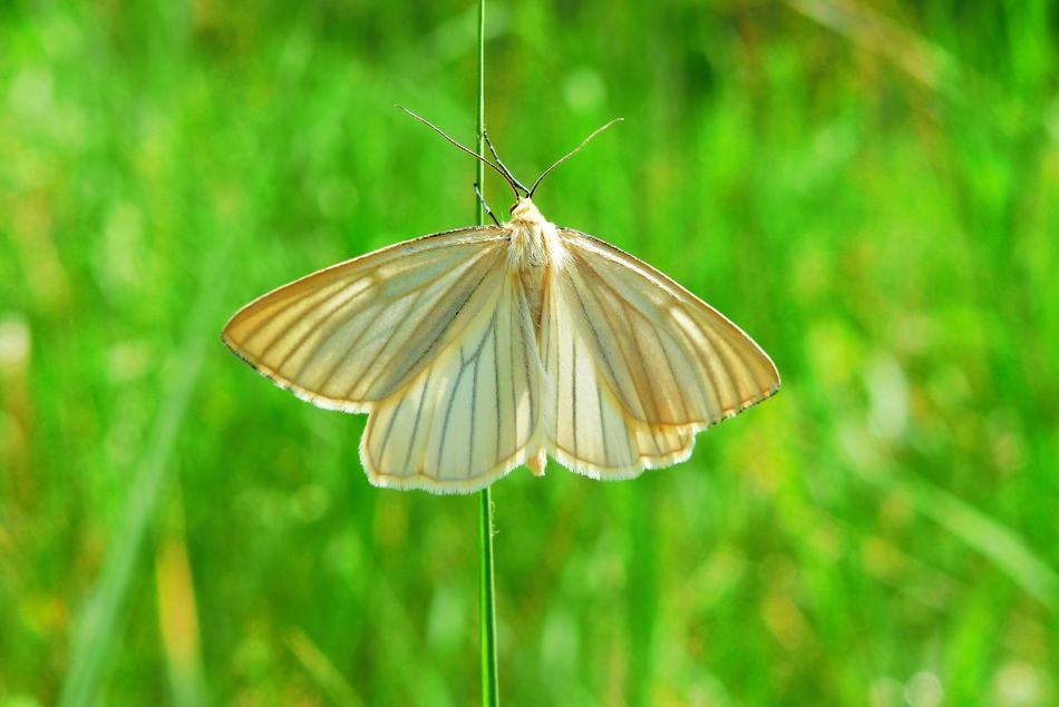 Diblik Liniaczek butterfly