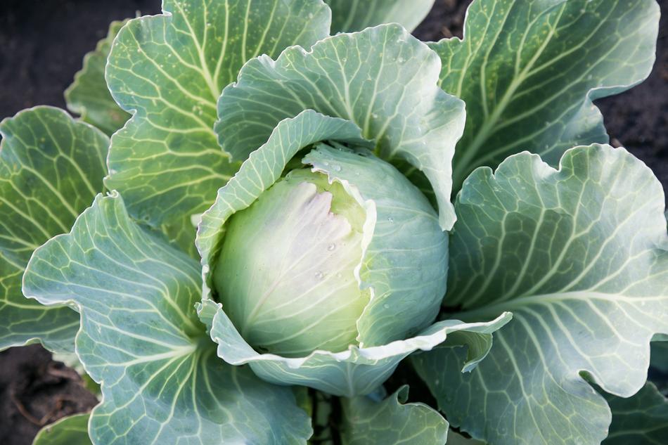 Cabbage Vegetable at Garden Summer