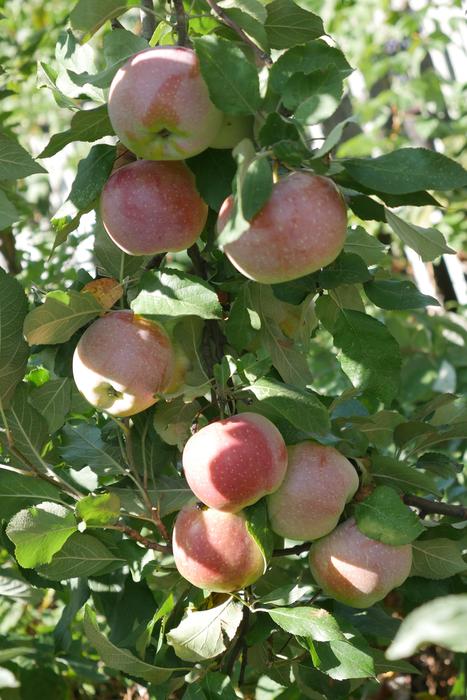Close-up of the beautiful and colorful apples on the apple tree, in shadow and sunlight