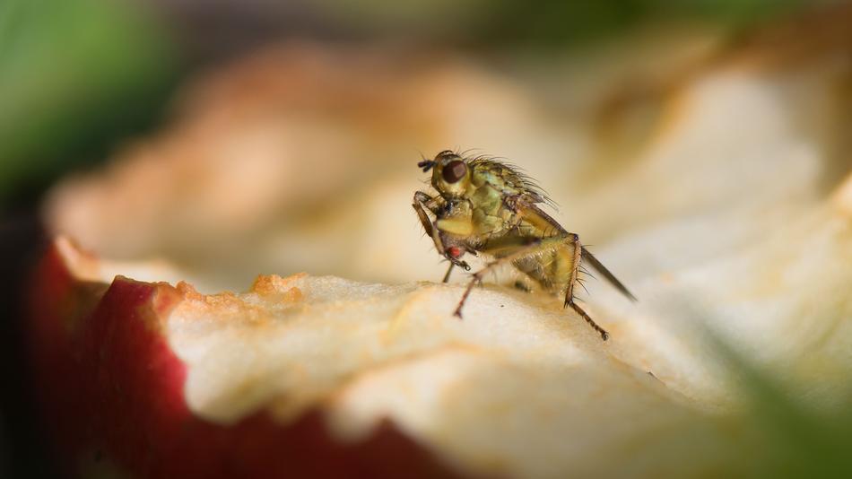 insect on fruit in blurred background