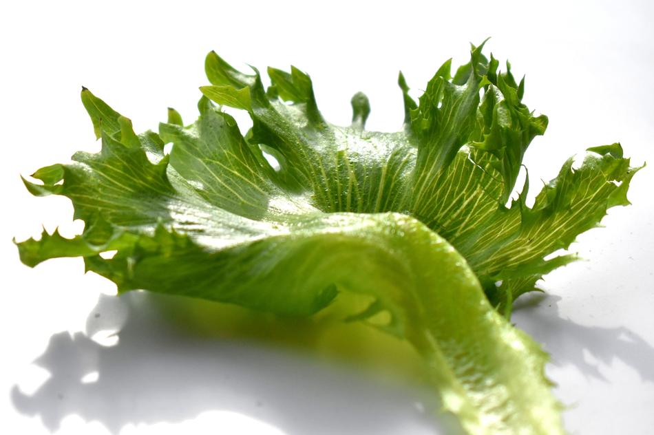 Salad Green on white background
