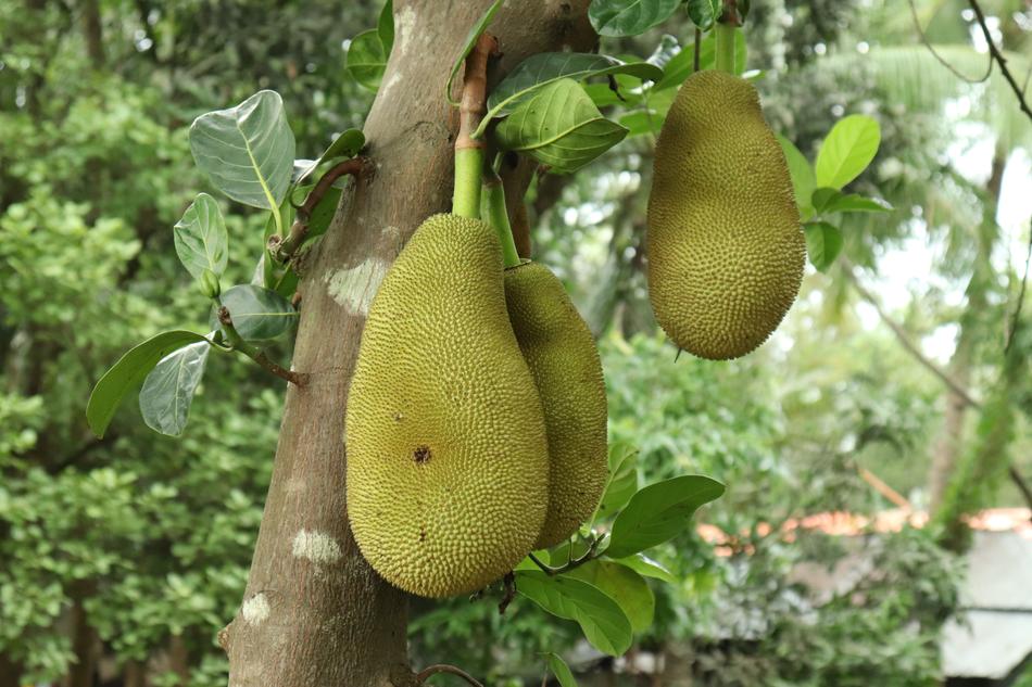 Fresh Jackfruit Fruit