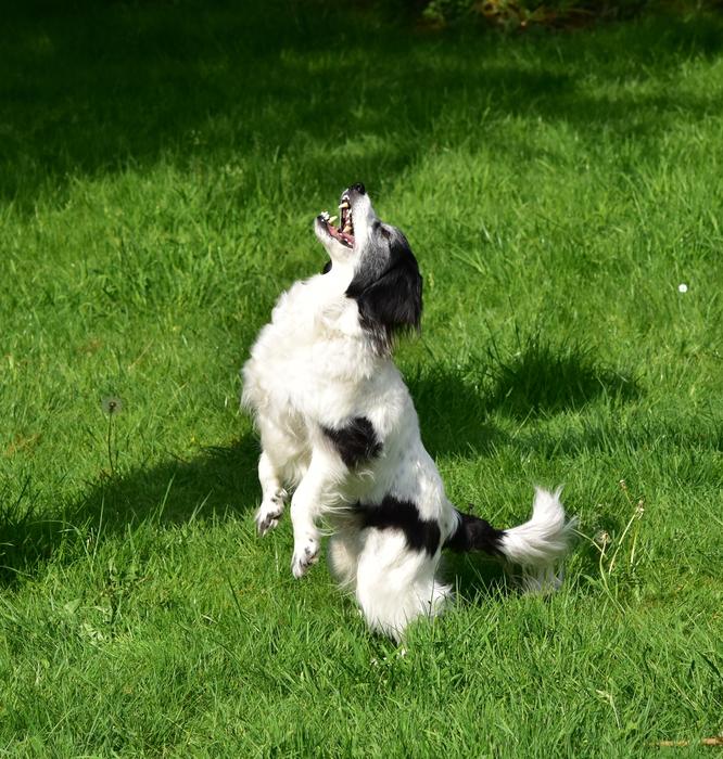 Dog Play Catch at park