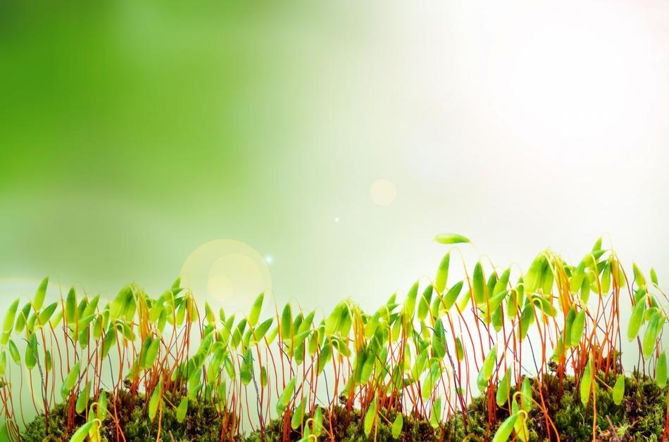 Sprout Plants Growth