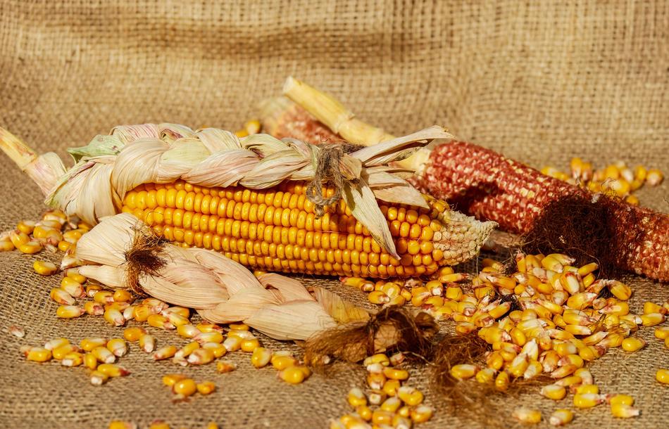 Close-up of the colorful corn kernels din light