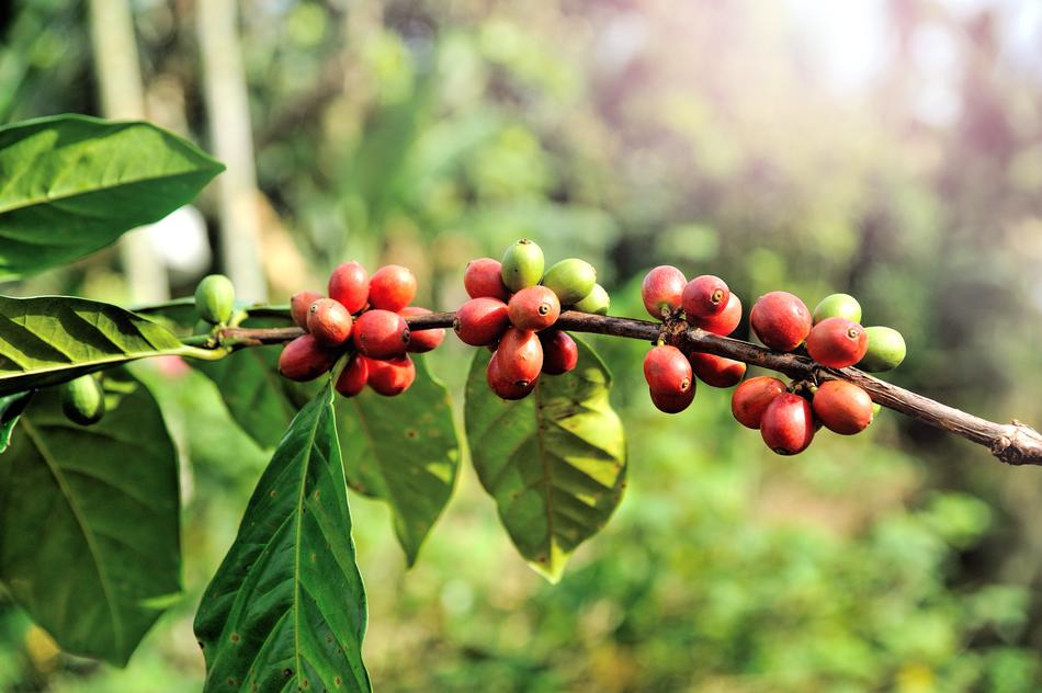 Beans Tree Farm