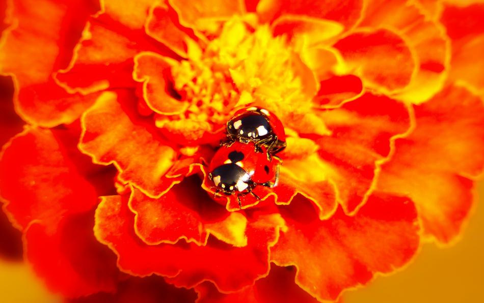 Septempunctata Insects Copulation on flower