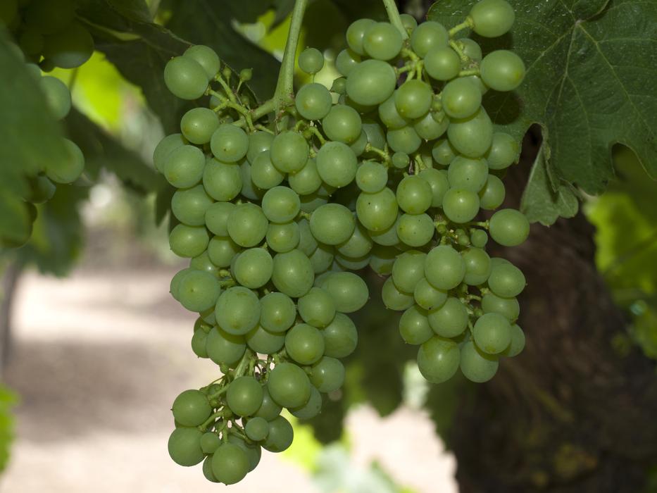 a bunch of grapes on a vine on a blurred background