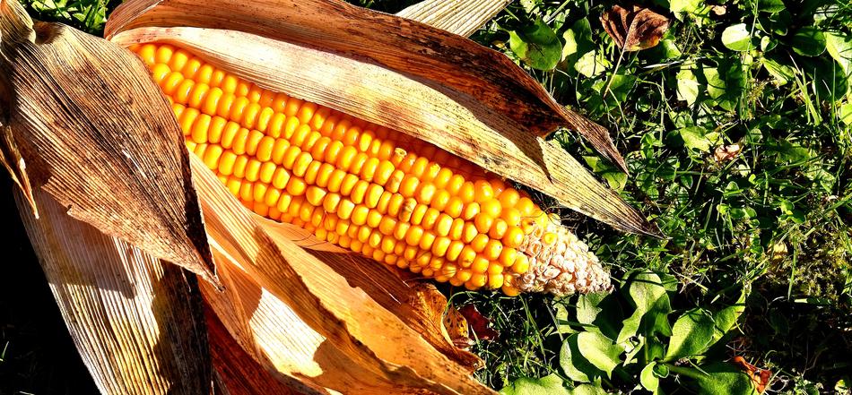 Corn On The Cob Vegetables