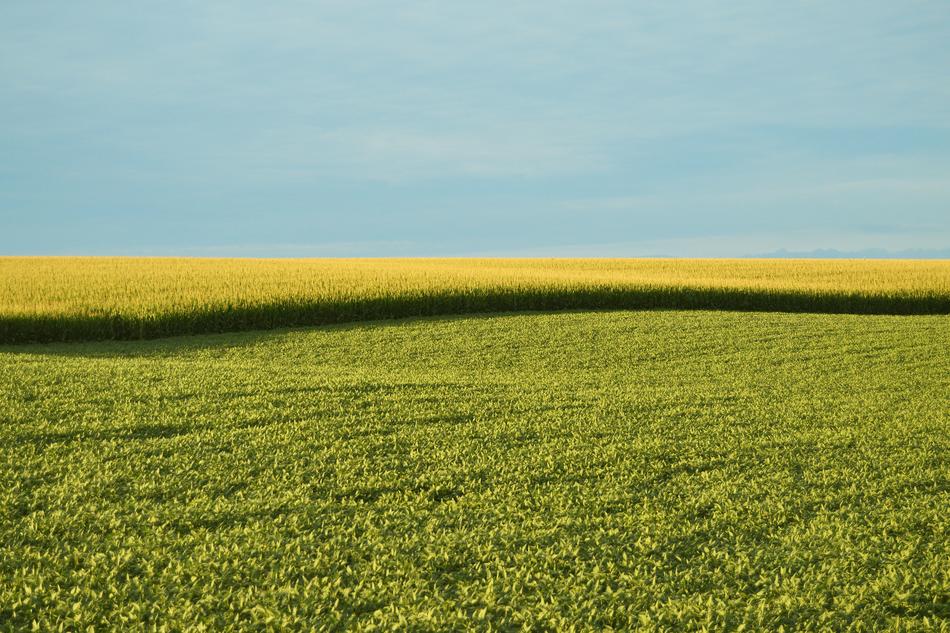 field with green plants on the farm