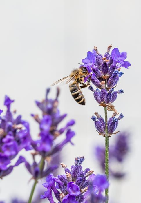 Lavender Bee Honey