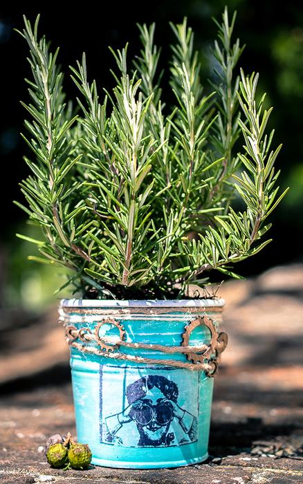Rosemary at Vase