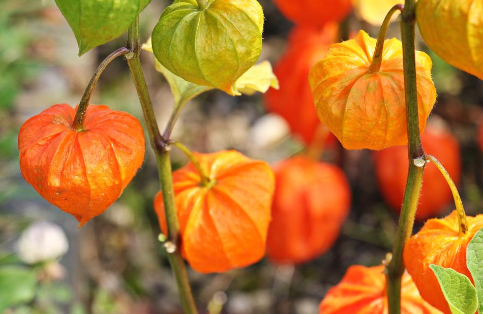 Close-up of the beautiful and colorful Physalis berries on the branches