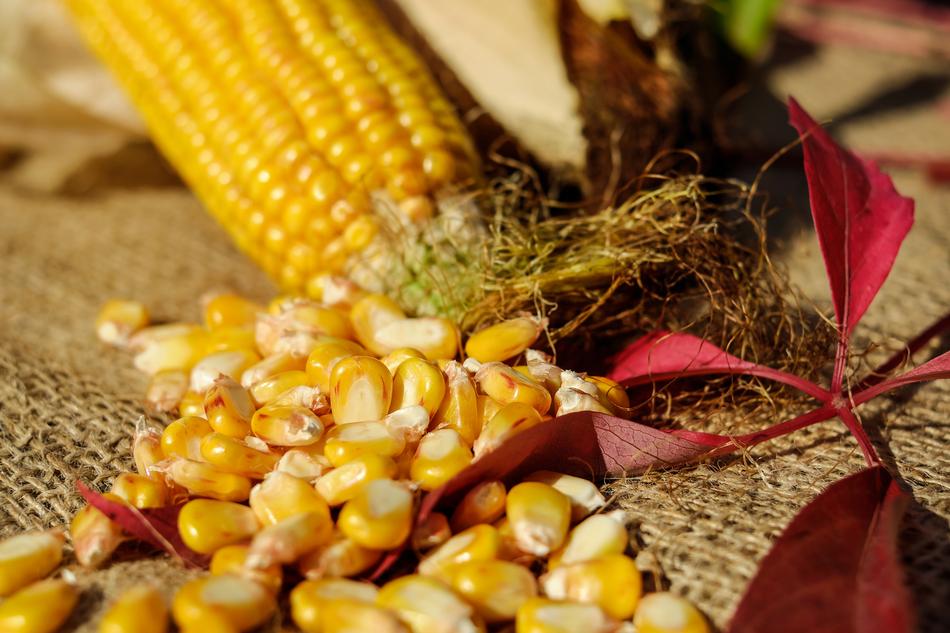 yellow corn on the table