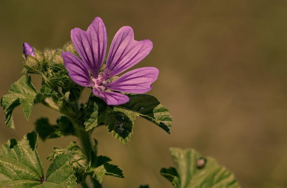 wild purple flower on blurred background