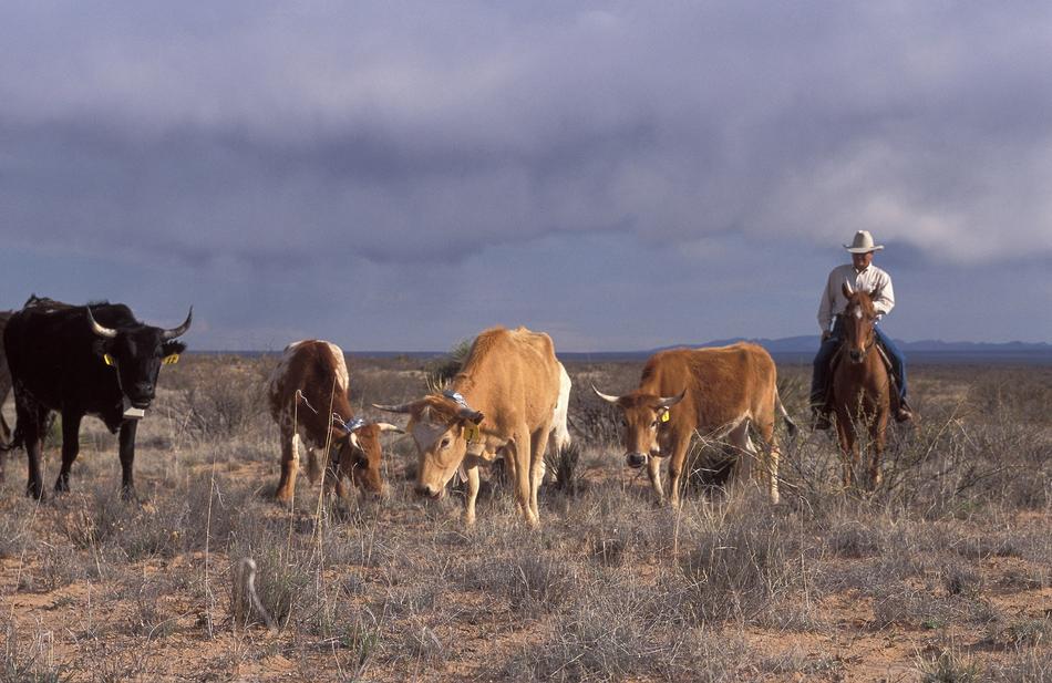 Cattle in Agriculture Rural