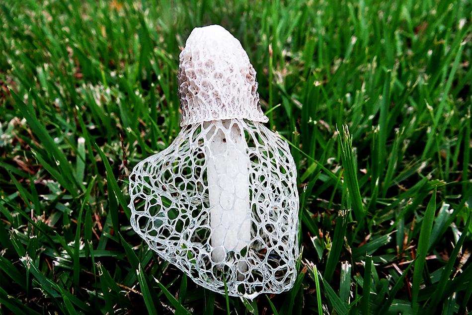 Mushroom White Nature
