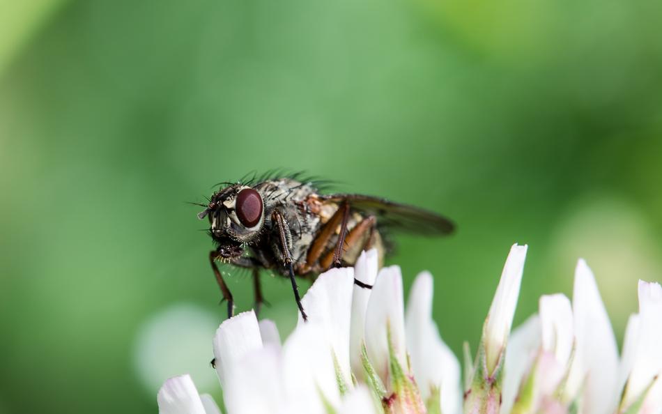 Bluebottle Calliphoridae Fly