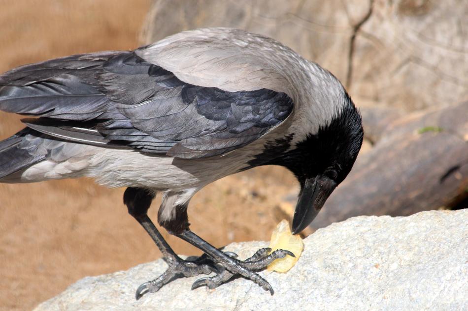 Crow Hoodie Bird