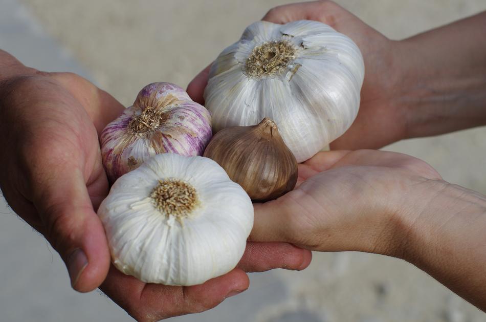 Close-up of the colorful garlic bulbs on the hands of the people