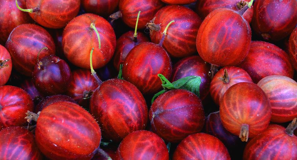Close-up of the beautiful, shiny, colorful gooseberries at the market