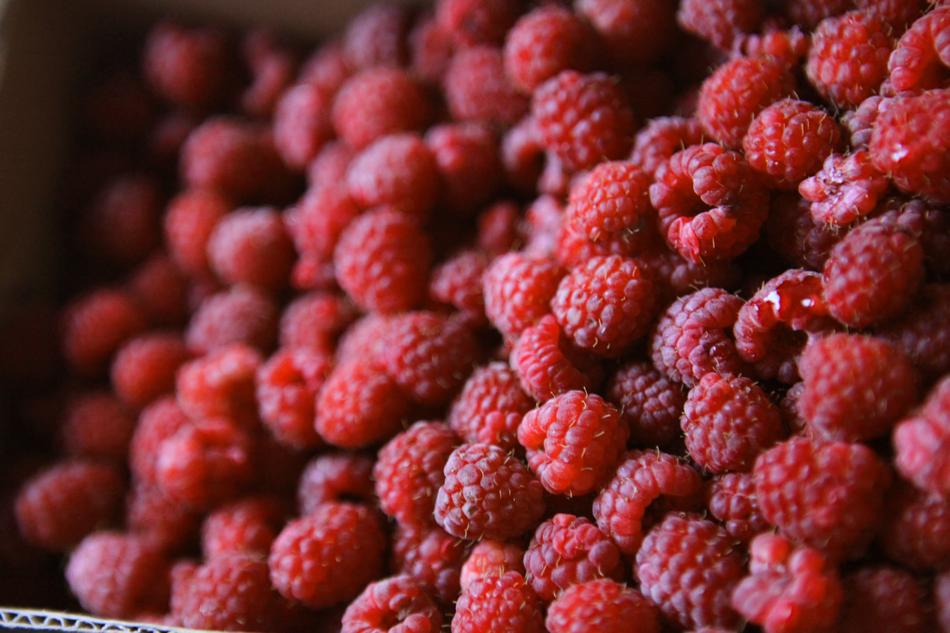 raspberry harvest in the dark