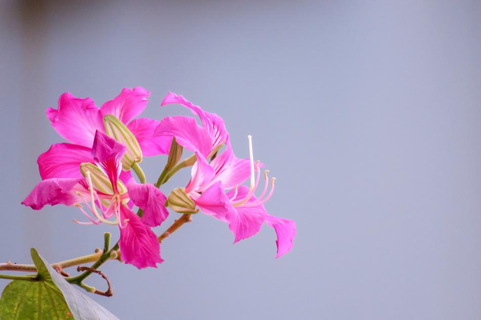 The Yips Hong Kong City Flower