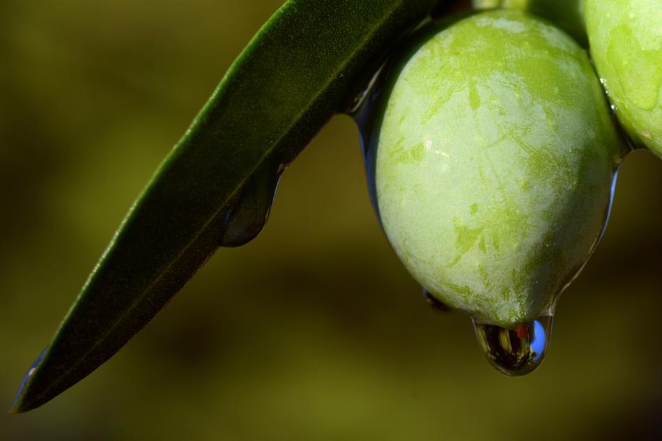 wet green Olives at blur background