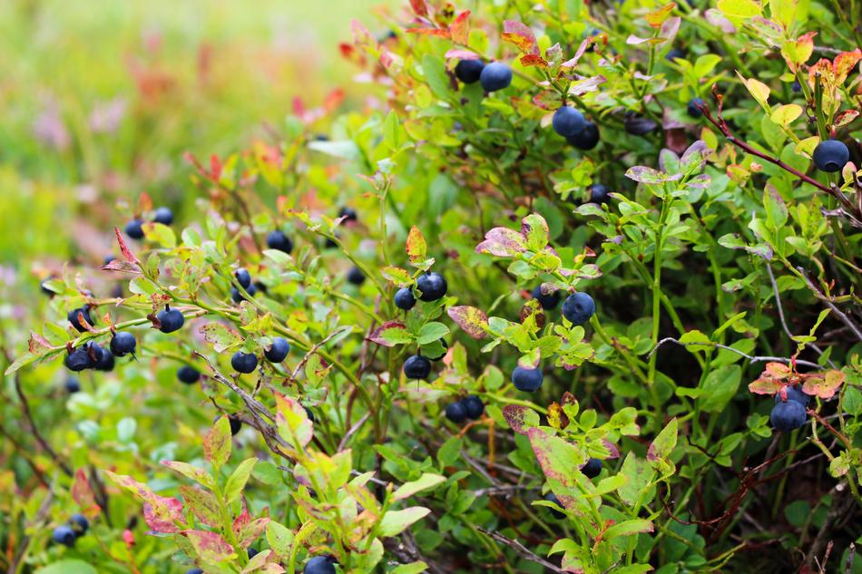 Blueberries Heather Blueberry