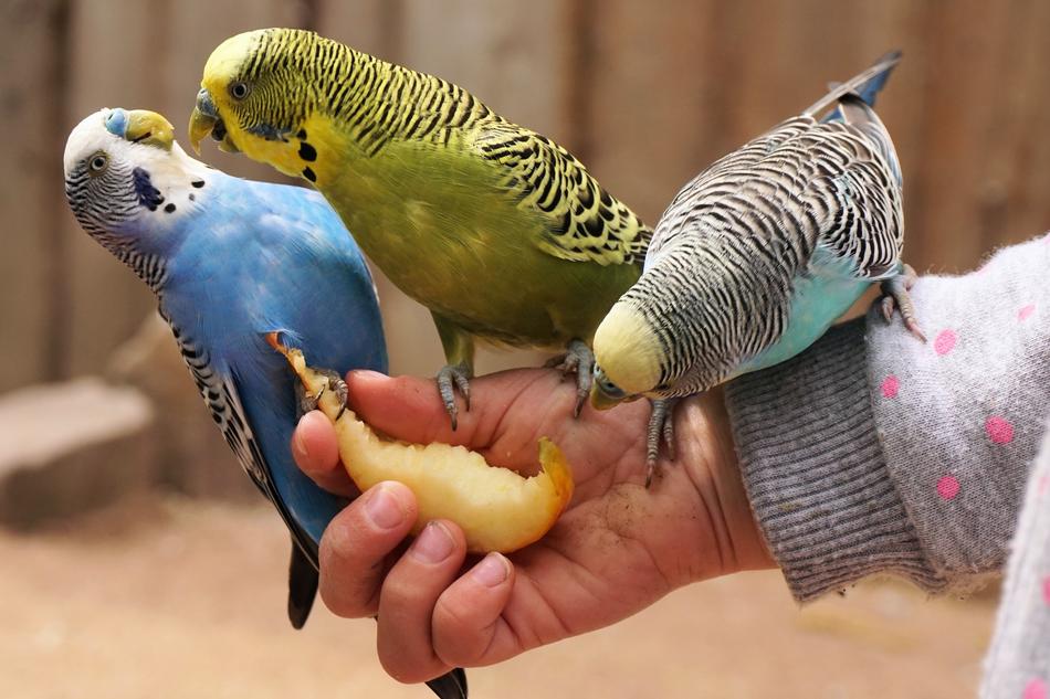 Budgerigars Bird Animals on hand